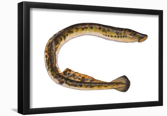 Lamprey (Petromyzon Marinus), Fishes-Encyclopaedia Britannica-Framed Poster