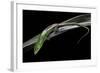 Lamprolepis (Dasia) Smaragdina (Emerald Skink)-Paul Starosta-Framed Photographic Print