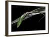 Lamprolepis (Dasia) Smaragdina (Emerald Skink)-Paul Starosta-Framed Photographic Print