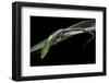 Lamprolepis (Dasia) Smaragdina (Emerald Skink)-Paul Starosta-Framed Photographic Print