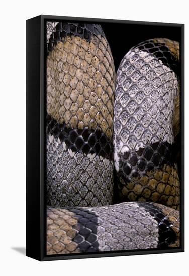 Lampropeltis Alterna (Grey-Banded Kingsnake)-Paul Starosta-Framed Stretched Canvas