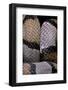 Lampropeltis Alterna (Grey-Banded Kingsnake)-Paul Starosta-Framed Photographic Print