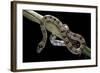 Lampropeltis Mexicana (Mexican Kingsnake)-Paul Starosta-Framed Photographic Print