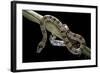 Lampropeltis Mexicana (Mexican Kingsnake)-Paul Starosta-Framed Photographic Print