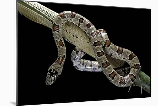 Lampropeltis Mexicana (Mexican Kingsnake)-Paul Starosta-Mounted Photographic Print