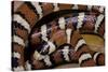 Lampropeltis Pyromelana Woodini (Sonoran Mountain Kingsnake)-Paul Starosta-Stretched Canvas