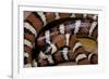 Lampropeltis Pyromelana Woodini (Sonoran Mountain Kingsnake)-Paul Starosta-Framed Photographic Print