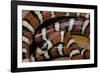 Lampropeltis Pyromelana Woodini (Sonoran Mountain Kingsnake)-Paul Starosta-Framed Photographic Print