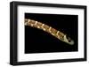 Lampropeltis Pyromelana Woodini (Sonoran Mountain Kingsnake)-Paul Starosta-Framed Photographic Print