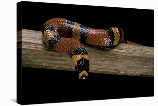 Lampropeltis Triangulum Hondurensis (Honduras Milksnake)-Paul Starosta-Stretched Canvas