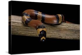 Lampropeltis Triangulum Hondurensis (Honduras Milksnake)-Paul Starosta-Stretched Canvas