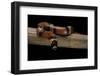 Lampropeltis Triangulum Hondurensis (Honduras Milksnake)-Paul Starosta-Framed Photographic Print