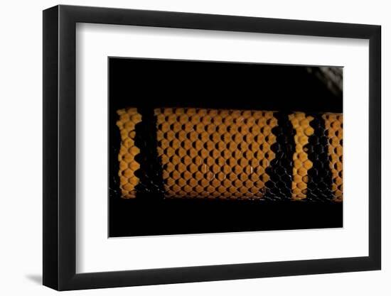 Lampropeltis Triangulum Hondurensis (Milk Snake)-Paul Starosta-Framed Photographic Print