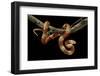 Lampropeltis Triangulum Nelsoni F. Albino (Milksnake)-Paul Starosta-Framed Photographic Print