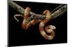 Lampropeltis Triangulum Nelsoni F. Albino (Milksnake)-Paul Starosta-Mounted Photographic Print