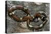 Lampropeltis Triangulum Sinaloae (Sinaloan Milksnake)-Paul Starosta-Stretched Canvas