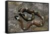 Lampropeltis Triangulum Sinaloae (Sinaloan Milksnake)-Paul Starosta-Framed Stretched Canvas