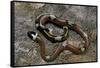 Lampropeltis Triangulum Sinaloae (Sinaloan Milksnake)-Paul Starosta-Framed Stretched Canvas