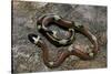 Lampropeltis Triangulum Sinaloae (Sinaloan Milksnake)-Paul Starosta-Stretched Canvas