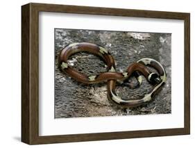 Lampropeltis Triangulum Sinaloae (Sinaloan Milksnake)-Paul Starosta-Framed Photographic Print