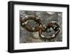 Lampropeltis Triangulum Sinaloae (Sinaloan Milksnake)-Paul Starosta-Framed Photographic Print