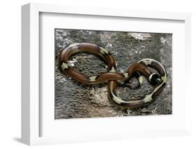 Lampropeltis Triangulum Sinaloae (Sinaloan Milksnake)-Paul Starosta-Framed Photographic Print