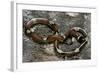 Lampropeltis Triangulum Sinaloae (Sinaloan Milksnake)-Paul Starosta-Framed Photographic Print