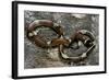 Lampropeltis Triangulum Sinaloae (Sinaloan Milksnake)-Paul Starosta-Framed Photographic Print