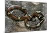 Lampropeltis Triangulum Sinaloae (Sinaloan Milksnake)-Paul Starosta-Mounted Photographic Print