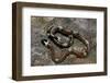 Lampropeltis Triangulum Sinaloae (Sinaloan Milksnake)-Paul Starosta-Framed Photographic Print