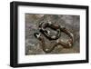 Lampropeltis Triangulum Sinaloae (Sinaloan Milksnake)-Paul Starosta-Framed Photographic Print