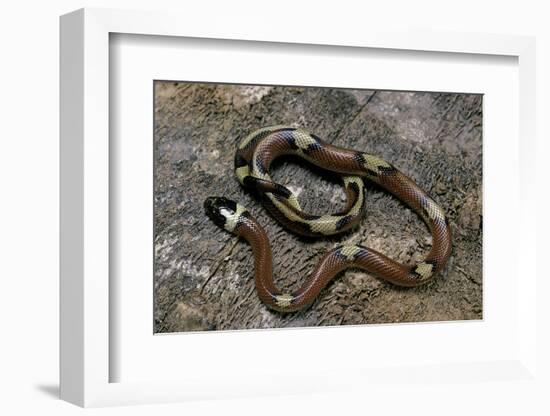 Lampropeltis Triangulum Sinaloae (Sinaloan Milksnake)-Paul Starosta-Framed Photographic Print