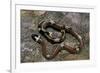 Lampropeltis Triangulum Sinaloae (Sinaloan Milksnake)-Paul Starosta-Framed Photographic Print