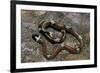 Lampropeltis Triangulum Sinaloae (Sinaloan Milksnake)-Paul Starosta-Framed Photographic Print