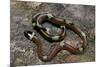 Lampropeltis Triangulum Sinaloae (Sinaloan Milksnake)-Paul Starosta-Mounted Photographic Print