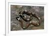 Lampropeltis Triangulum Sinaloae (Sinaloan Milksnake)-Paul Starosta-Framed Photographic Print