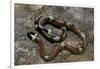 Lampropeltis Triangulum Sinaloae (Sinaloan Milksnake)-Paul Starosta-Framed Photographic Print