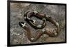 Lampropeltis Triangulum Sinaloae (Sinaloan Milksnake)-Paul Starosta-Framed Photographic Print