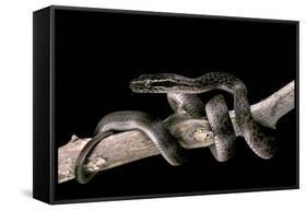 Lamprophis Fuliginosus (Brown House Snake)-Paul Starosta-Framed Stretched Canvas