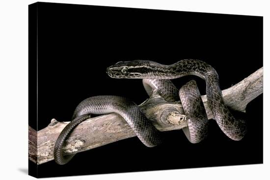 Lamprophis Fuliginosus (Brown House Snake)-Paul Starosta-Stretched Canvas