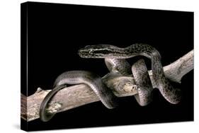 Lamprophis Fuliginosus (Brown House Snake)-Paul Starosta-Stretched Canvas