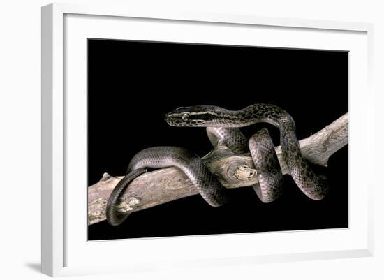 Lamprophis Fuliginosus (Brown House Snake)-Paul Starosta-Framed Photographic Print