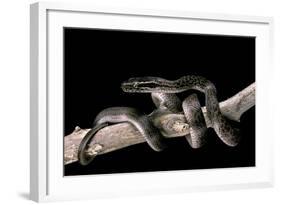 Lamprophis Fuliginosus (Brown House Snake)-Paul Starosta-Framed Photographic Print