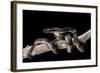 Lamprophis Fuliginosus (Brown House Snake)-Paul Starosta-Framed Photographic Print