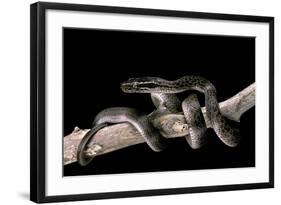 Lamprophis Fuliginosus (Brown House Snake)-Paul Starosta-Framed Photographic Print