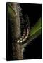 Lampyris Noctiluca (Common Glow-Worm)-Paul Starosta-Framed Stretched Canvas