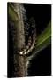 Lampyris Noctiluca (Common Glow-Worm)-Paul Starosta-Stretched Canvas