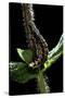 Lampyris Noctiluca (Common Glow-Worm)-Paul Starosta-Stretched Canvas