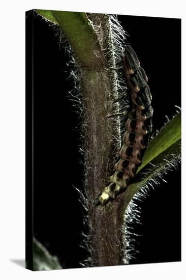 Lampyris Noctiluca (Common Glow-Worm)-Paul Starosta-Stretched Canvas