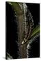 Lampyris Noctiluca (Common Glow-Worm)-Paul Starosta-Stretched Canvas